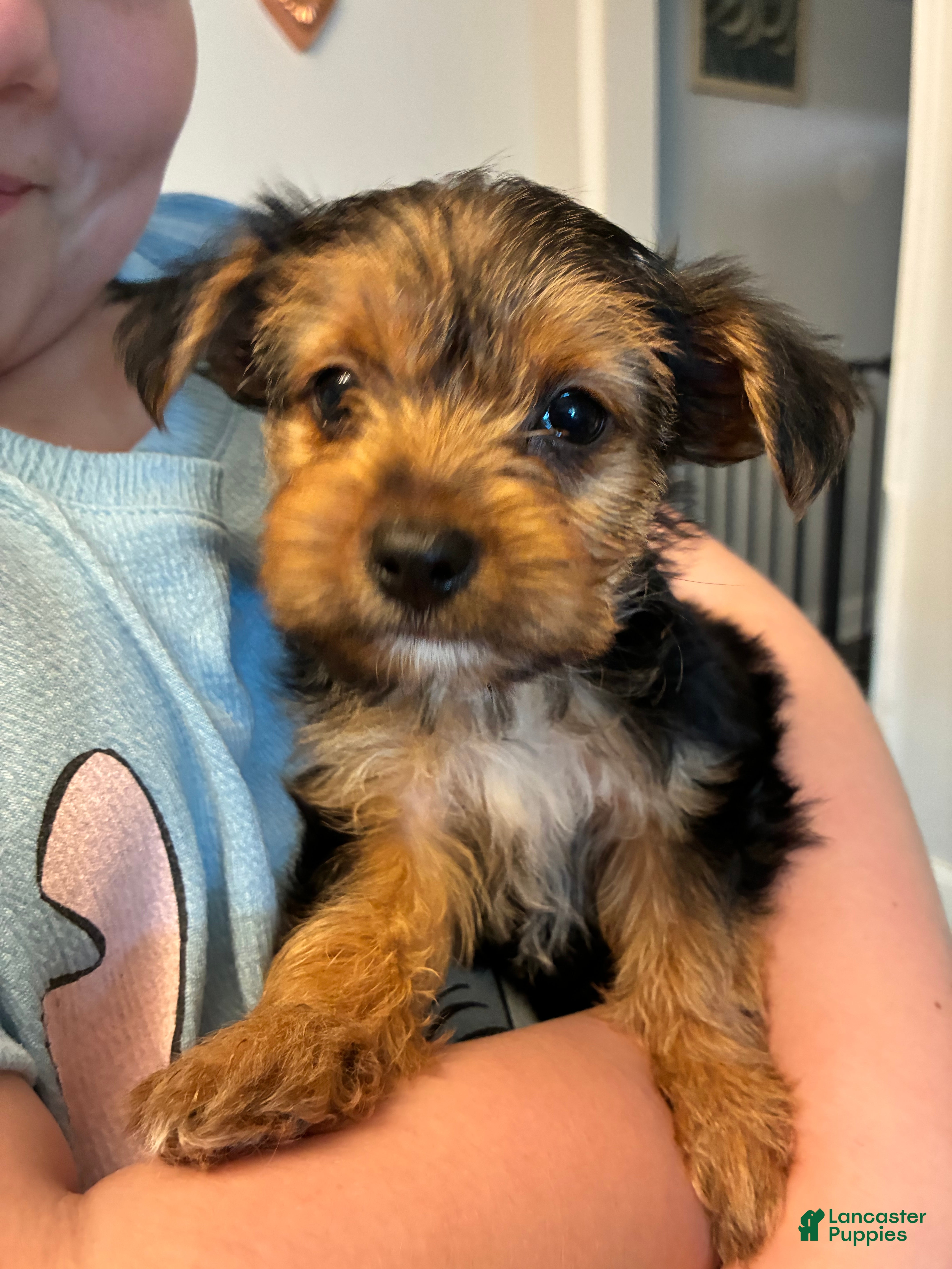 Mixed Breed dogs Drake!!! - Ad 1