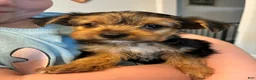 Mixed Breed dogs for sale: Drake!!! - Ad 1