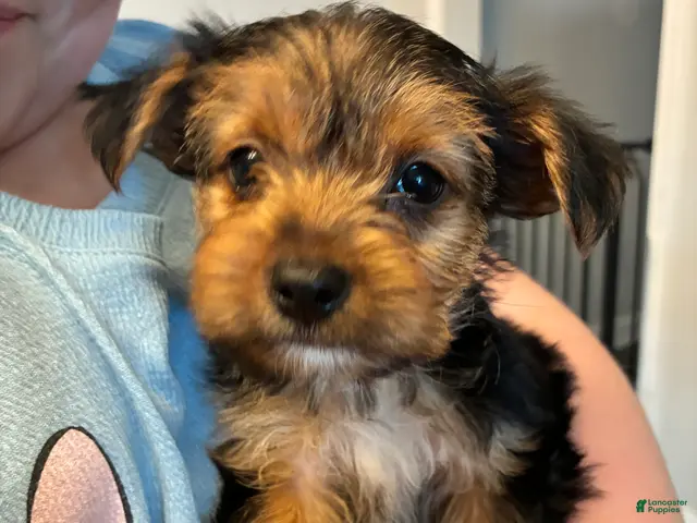 Mixed Breed dogs for sale: Drake!!! - Ad 1