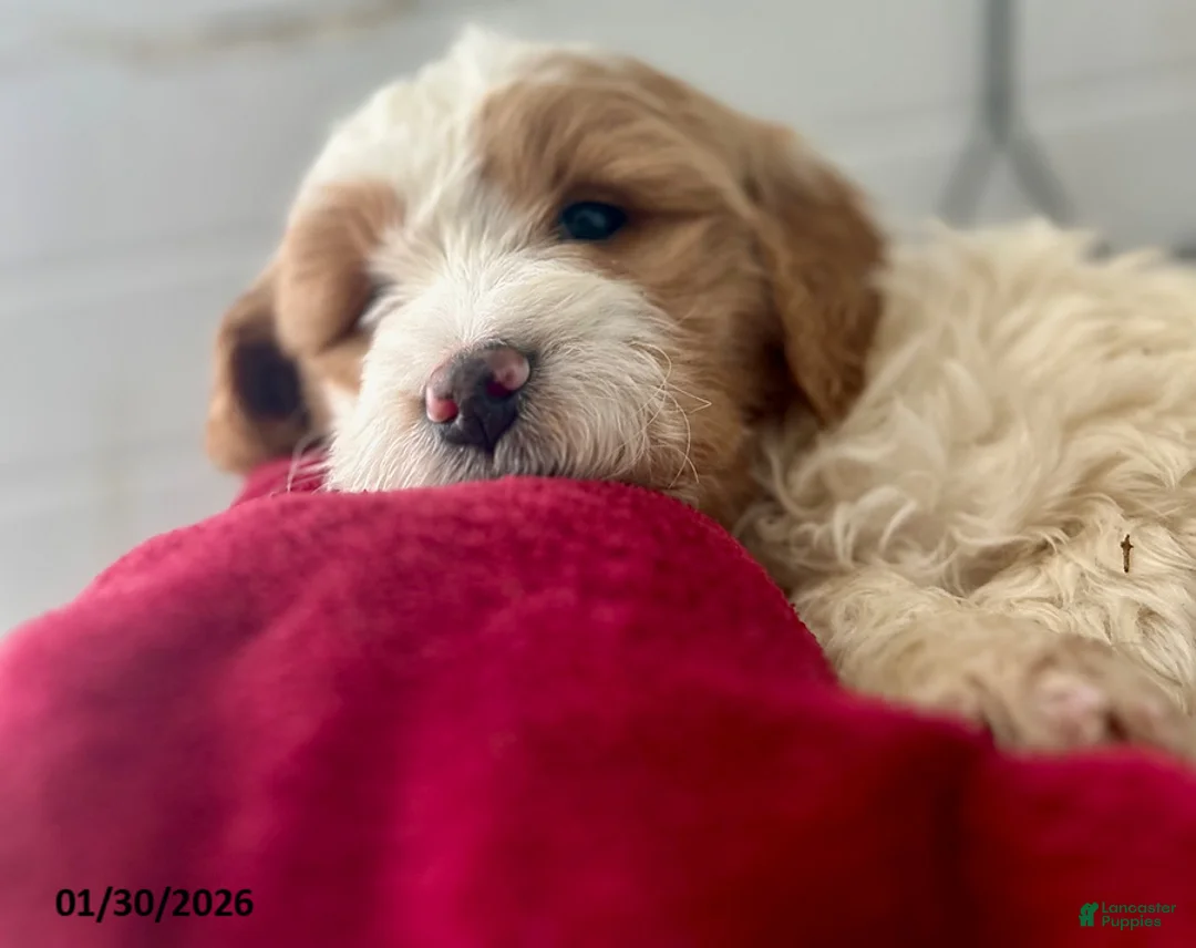 Mini Goldendoodle dogs for sale: Rocket - Ad 3