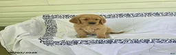 Golden Retriever dogs for sale: Sparky - Ad 5