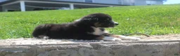 Australian Shepherd dogs for sale: Panda - Ad 5