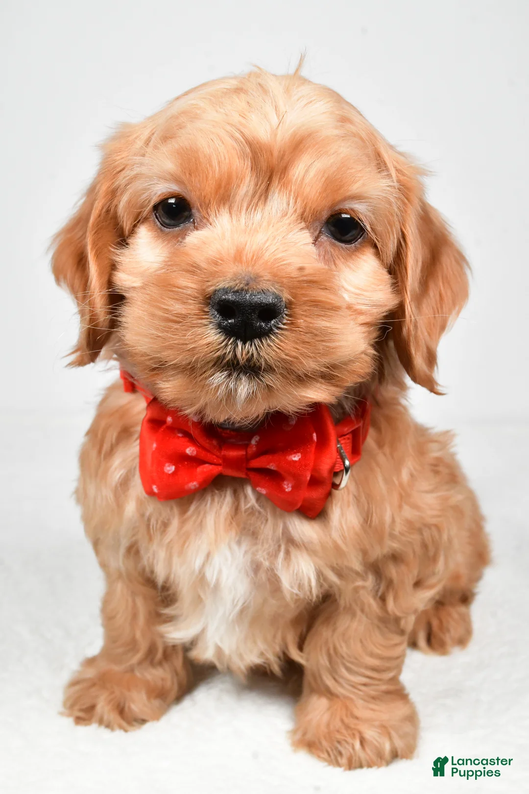 Cockapoo dogs for sale: Patrick - Ad 7