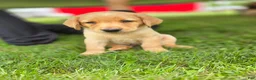 Labrador Retriever dogs for sale: Mario - Ad 4