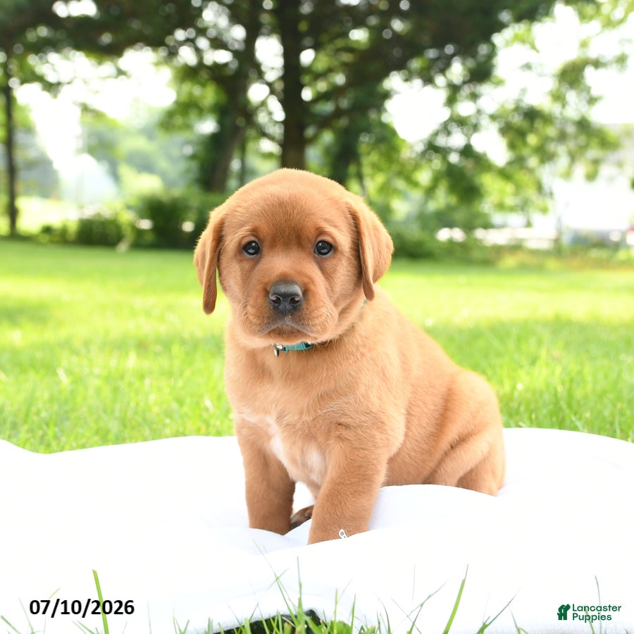 Labrador Retriever dogs for sale: Bear - Ad 3