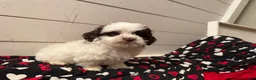 Shihpoo dogs for sale: Oliver  - Ad 29
