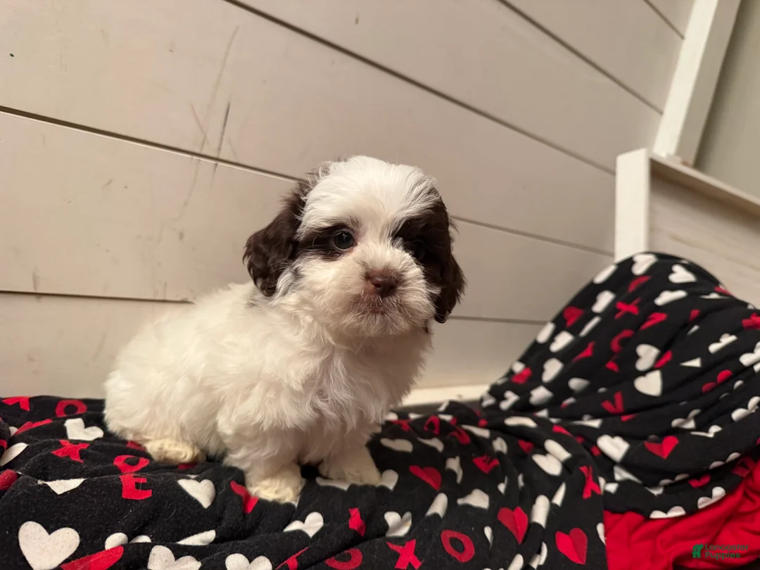 Shihpoo dogs for sale: Oliver  - Ad 29