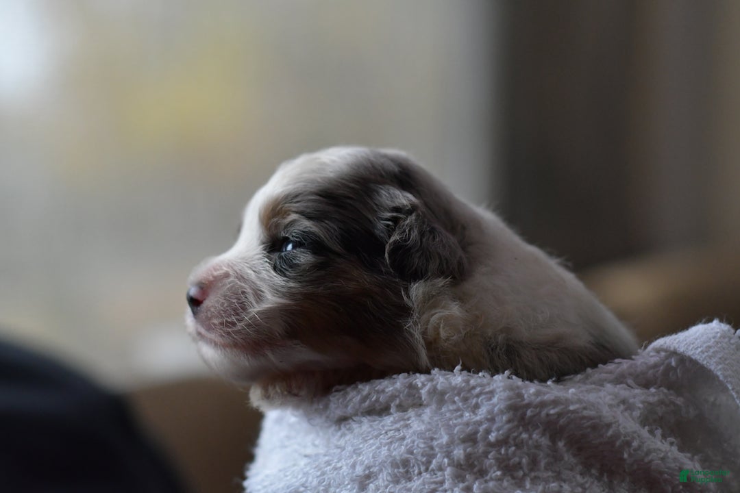 Mini Aussiedoodle dogs for sale: Cash - Ad 9