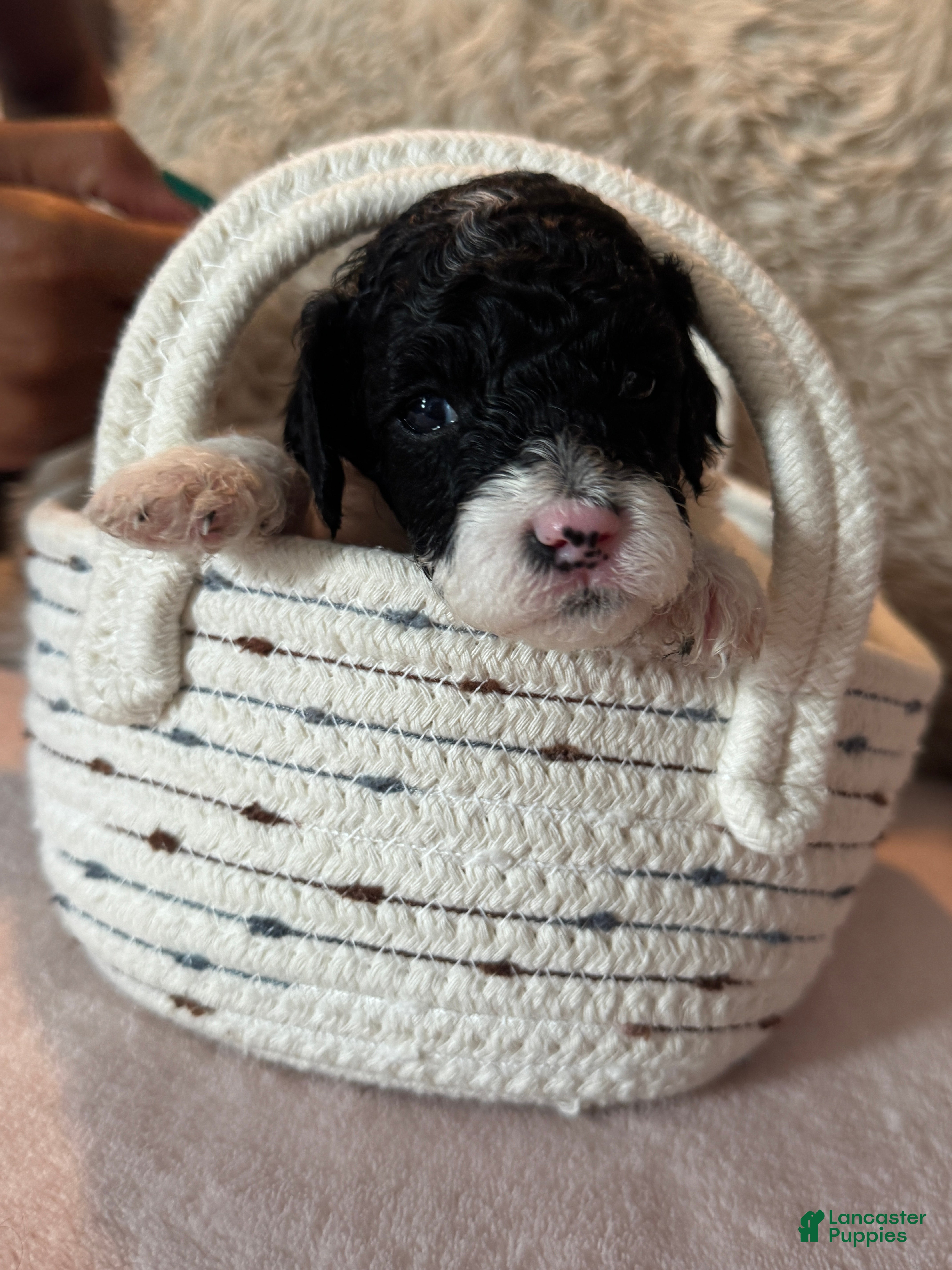 Toy Poodle dogs Oreo - Ad 2