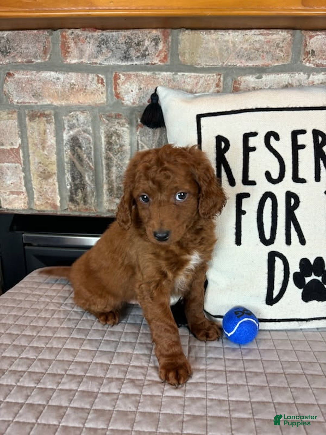 Mini Goldendoodle dogs for sale: Mason - Ad 1