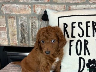 Mini Goldendoodle dogs Mason - Ad 40