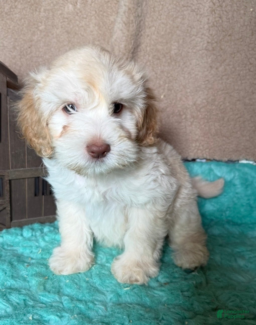 Labradoodle dogs Labradoodle 2 - Ad 2