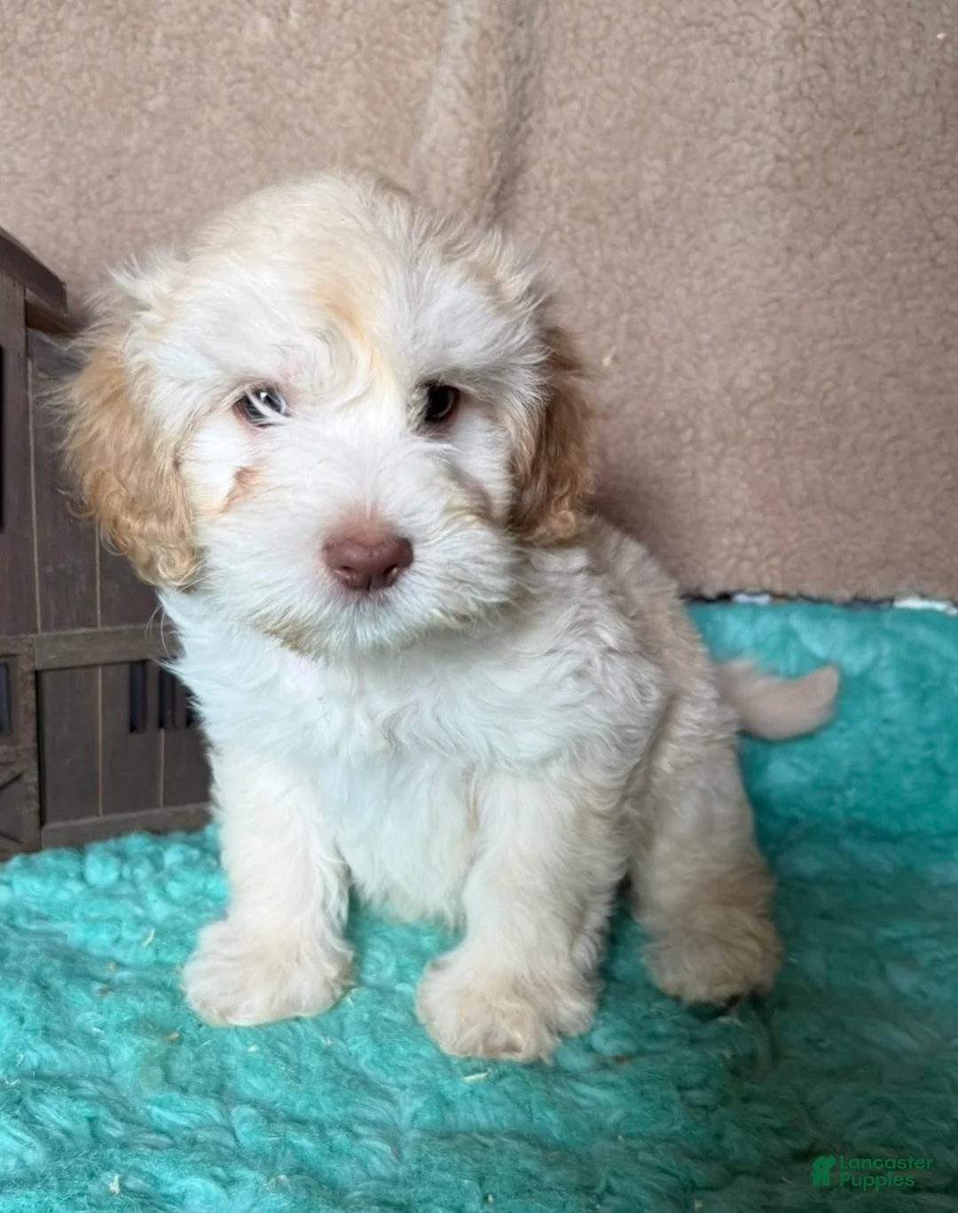 Labradoodle dogs for sale: Labradoodle 2 - Ad 2