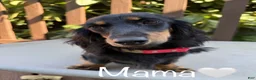 Dachshund dogs for sale: Cream boy  - Ad 3