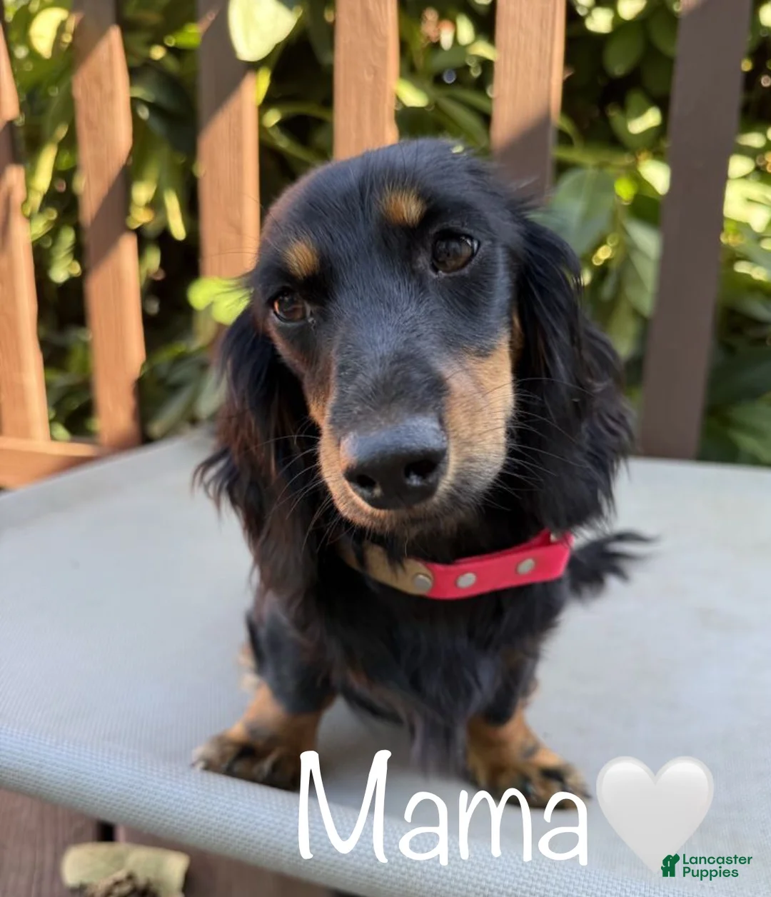 Dachshund dogs for sale: Cream boy  - Ad 3