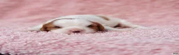 Cavalier King Charles Spaniel dogs for sale: Gracie - Ad 2