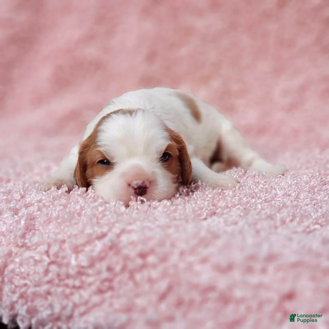 Cavalier King Charles Spaniel dogs for sale: Gracie - Ad 2