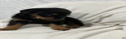 Rottweiler dogs for sale: bowser - Ad 4