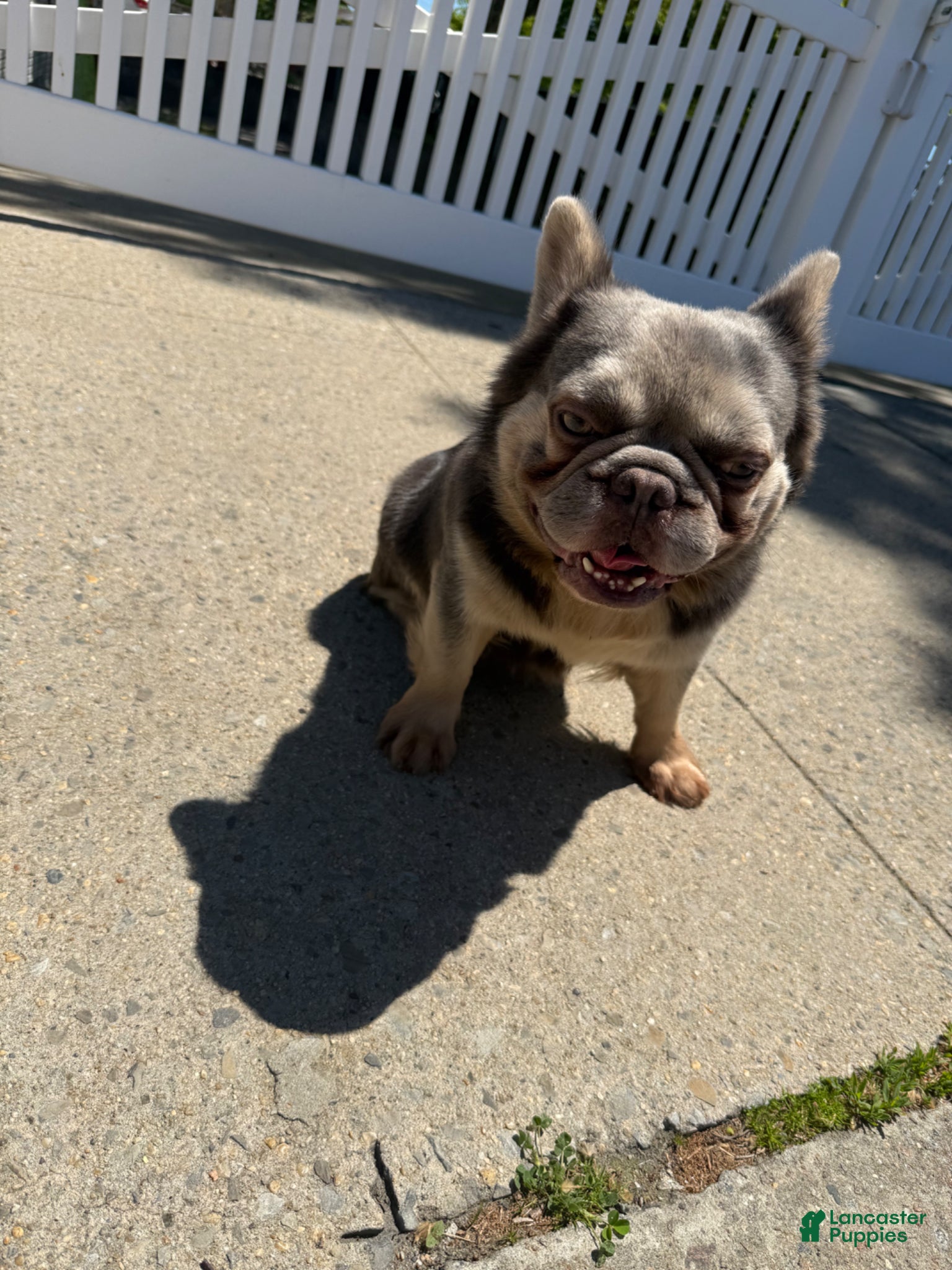 French Bulldog dogs for stud: NYC exotic frenchies - Ad 1