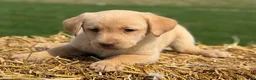 Labrador Retriever dogs for sale: Geneva - Ad 3