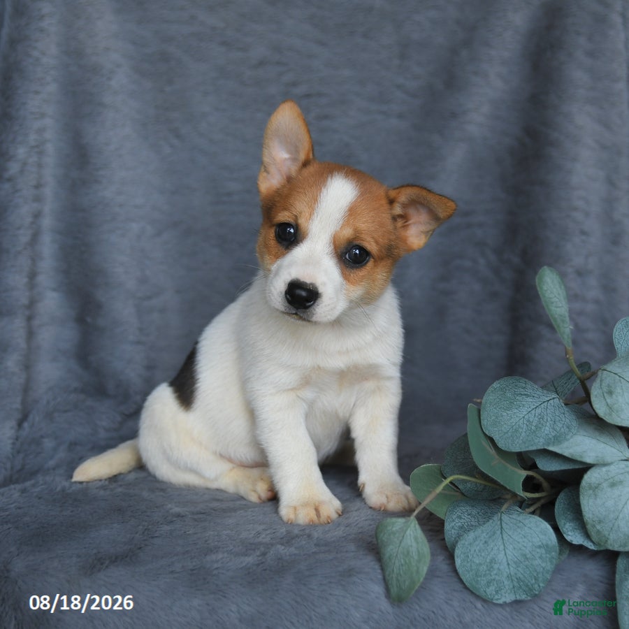 Mixed Breed dogs Rose  - Ad 2