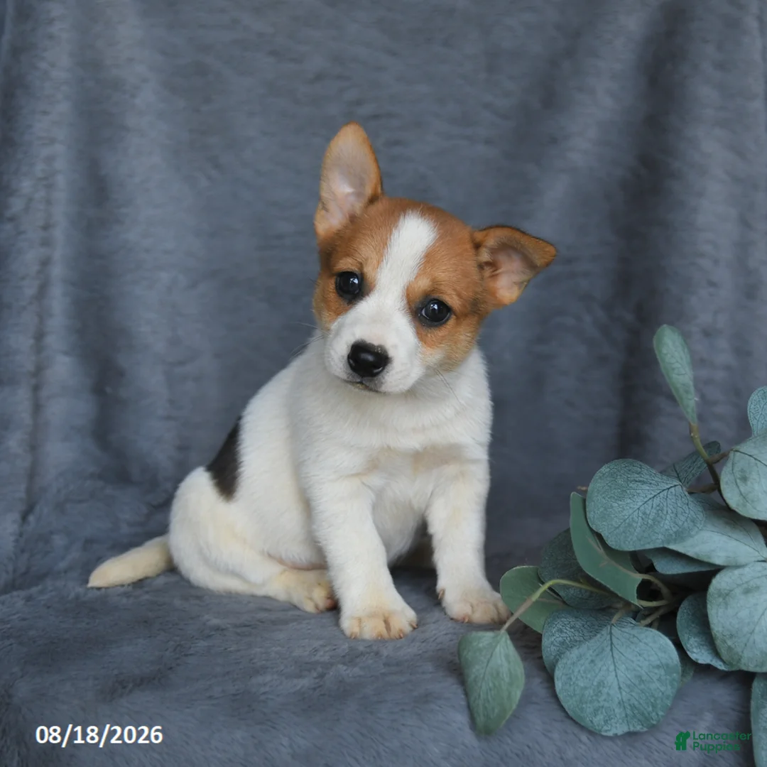 Mixed Breed dogs for sale: Rose  - Ad 2