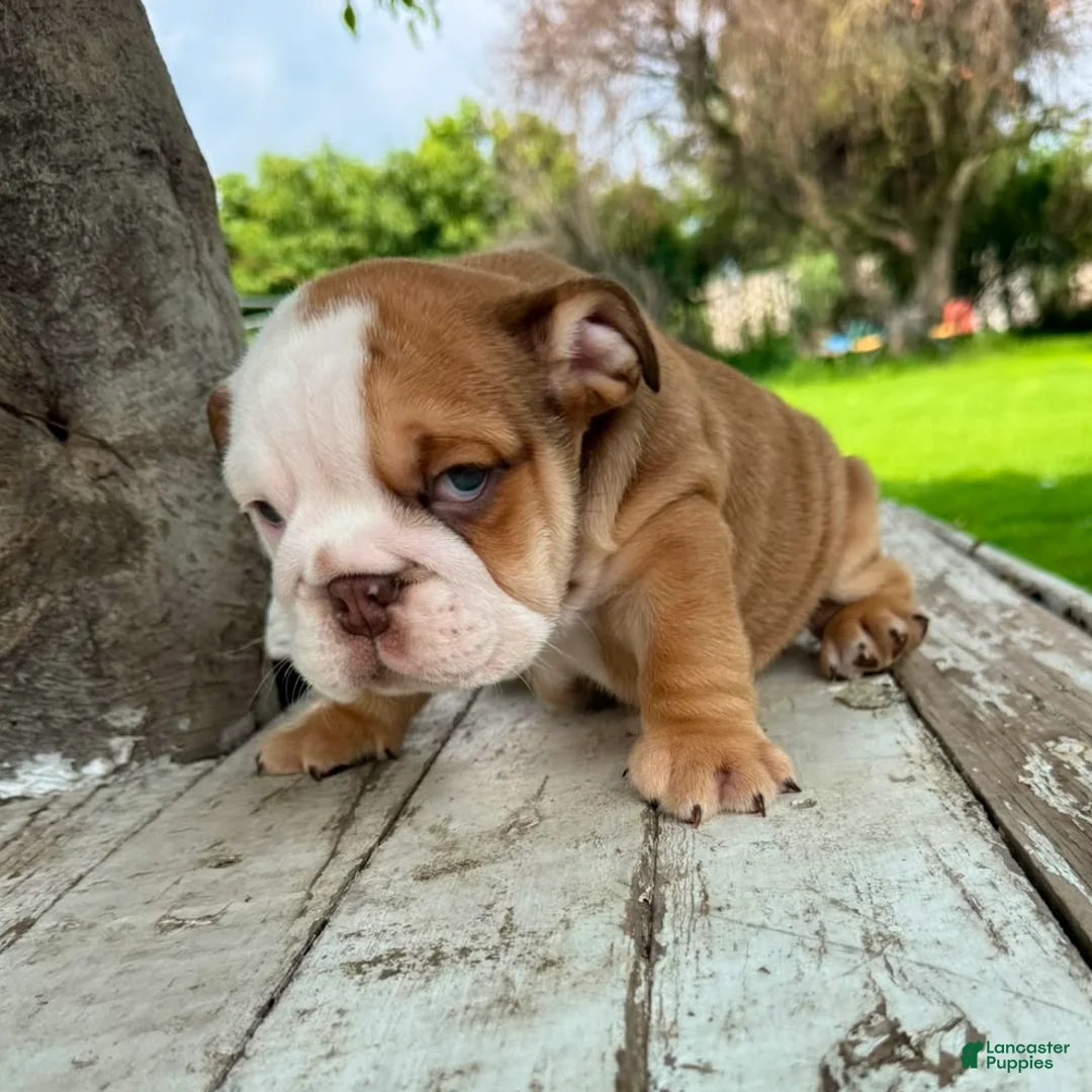 English Bulldog dogs for sale: Male, Fawn and White - Ad 2
