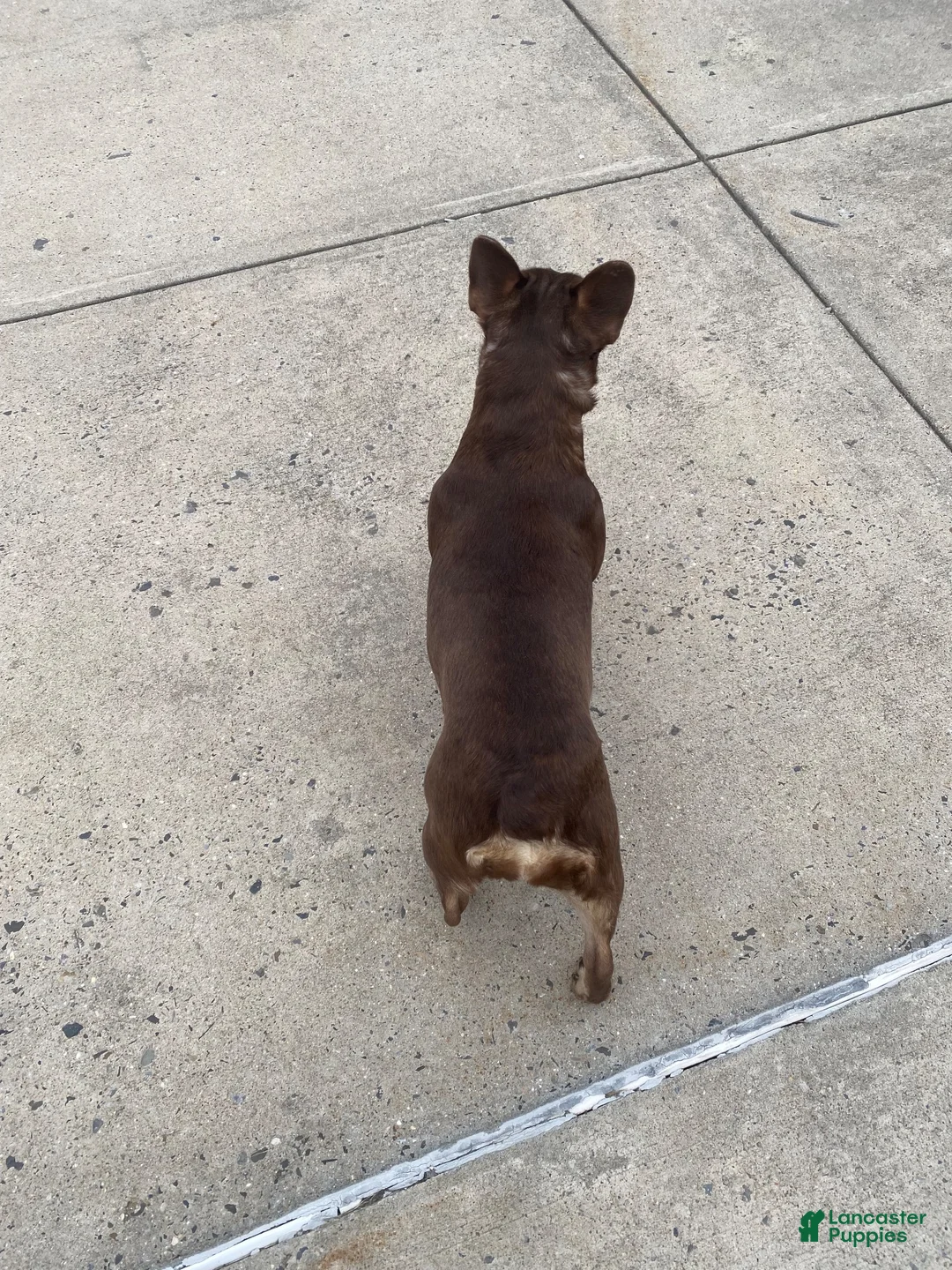 French Bulldog dogs for sale: French Bulldog  - Ad 2
