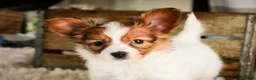 Papillon dogs for sale: Gwennie - Ad 6