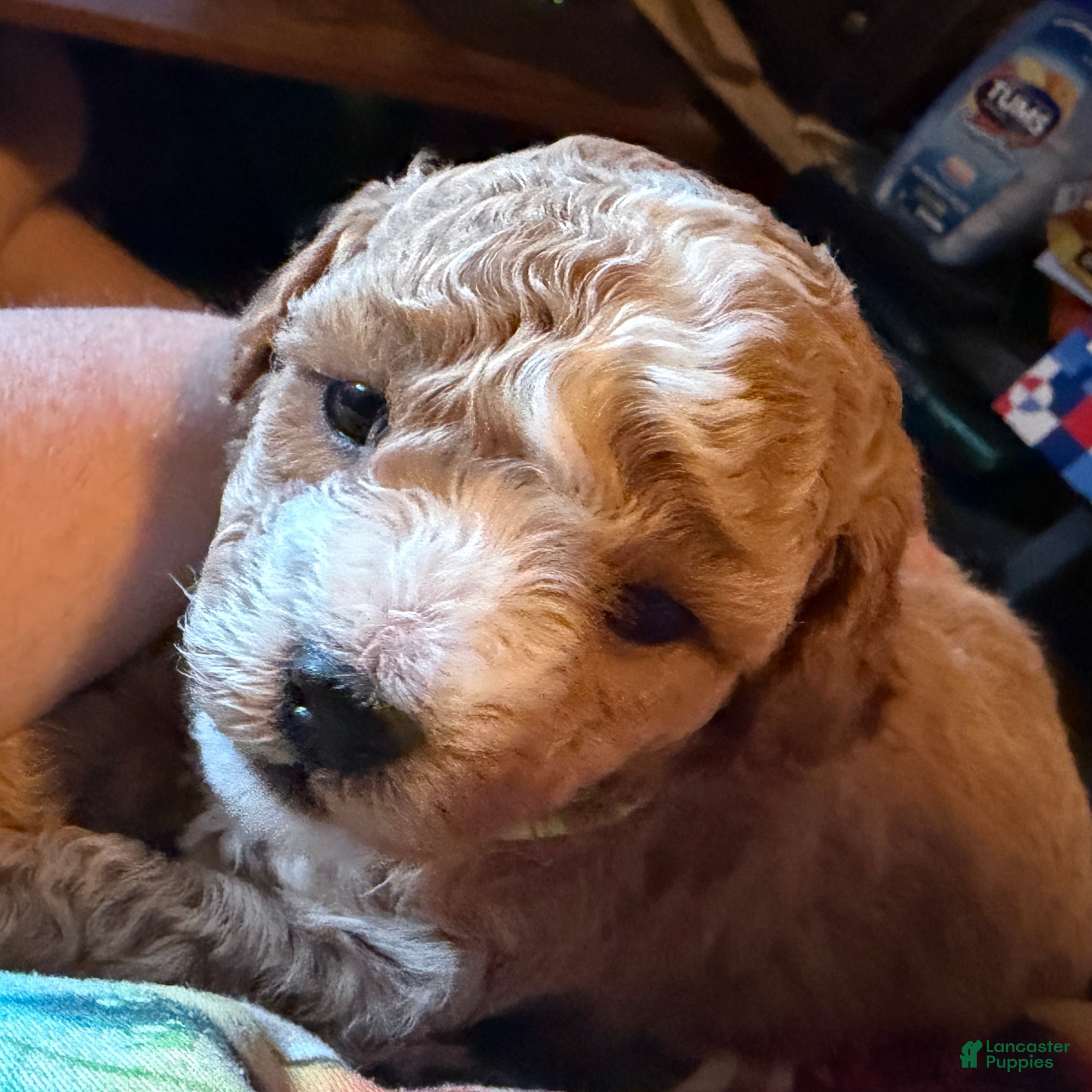 Miniature Poodle dogs Miniature Poodle 3 - Ad 9