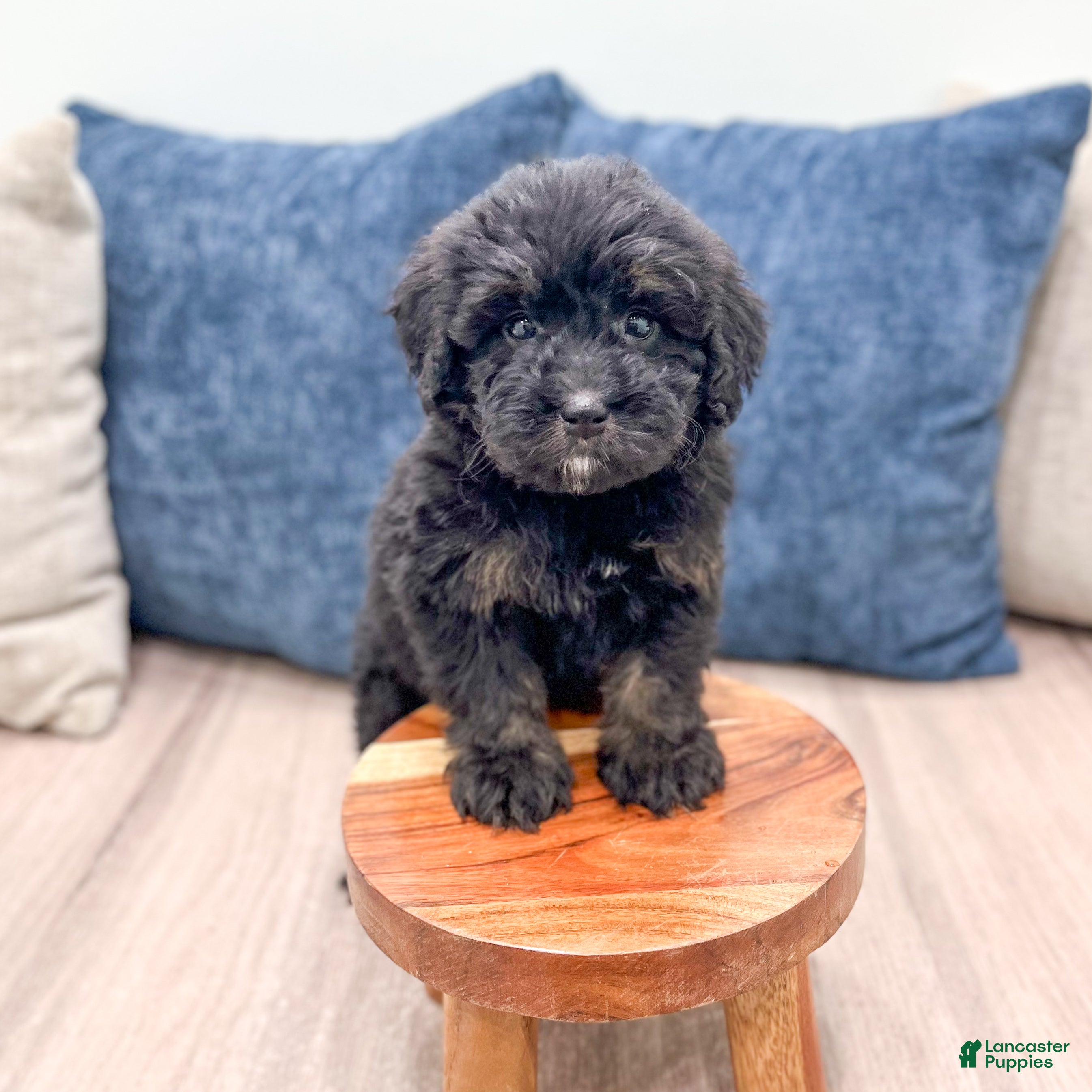 Mini Bernedoodle dogs Bert - Ad 2