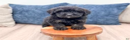 Mini Bernedoodle dogs for sale: Bert - Ad 2