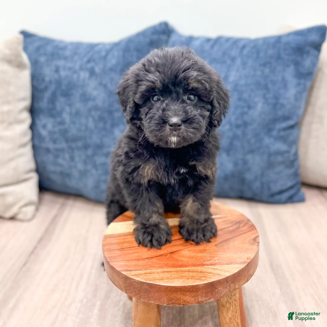 Mini Bernedoodle dogs for sale: Bert - Ad 2