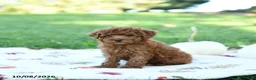 Toy Poodle dogs for sale: Graham - Ad 4
