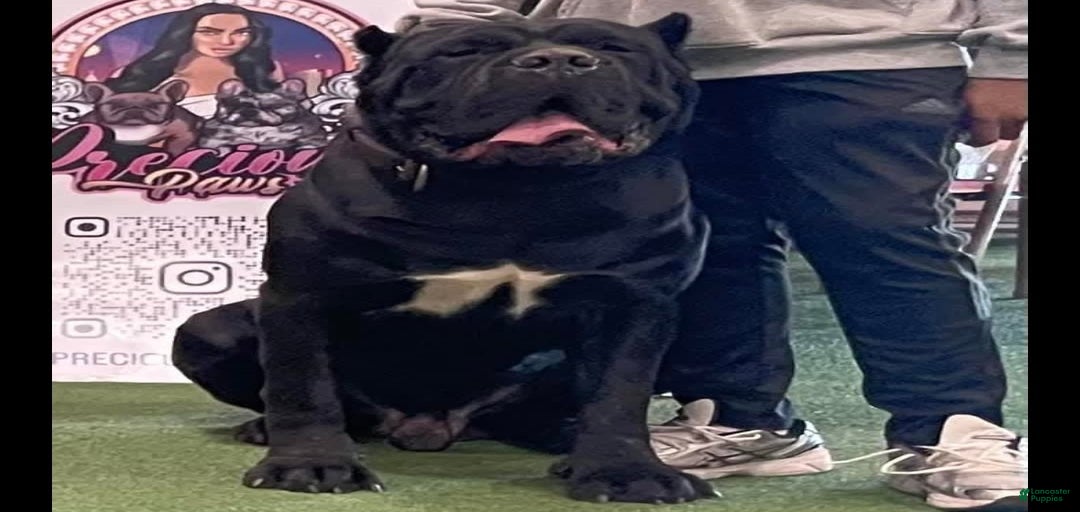 Gallery Image {{count}}