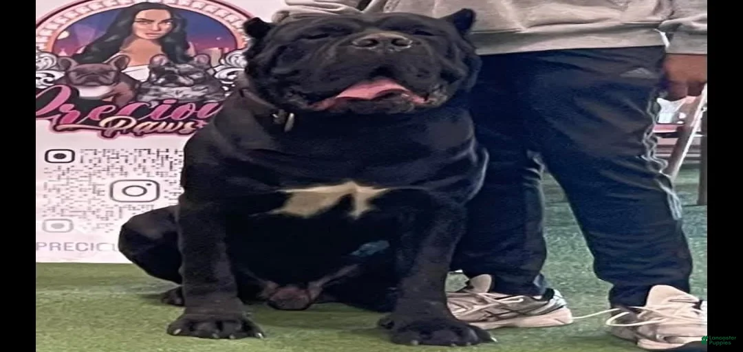 Gallery Image {{count}}