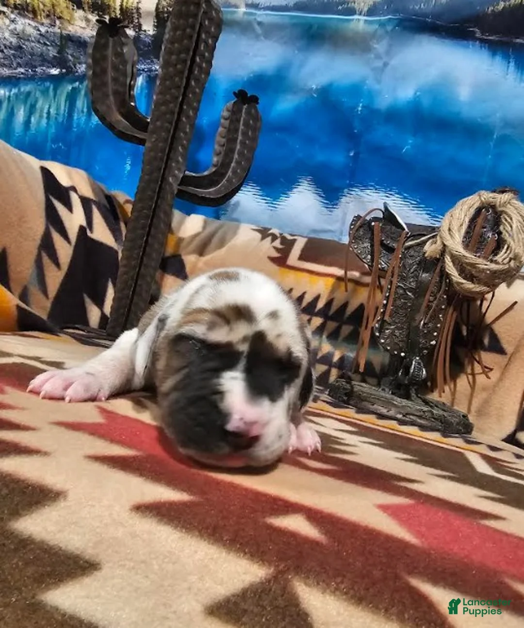 Great Dane dogs for sale: Fawnequin Male  - Ad 1