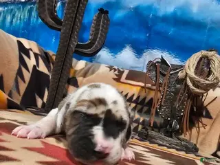 Great Dane dogs Fawnequin Male - Ad 6