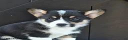 Welsh Corgi Pembroke dogs for sale: Hue - Ad 3
