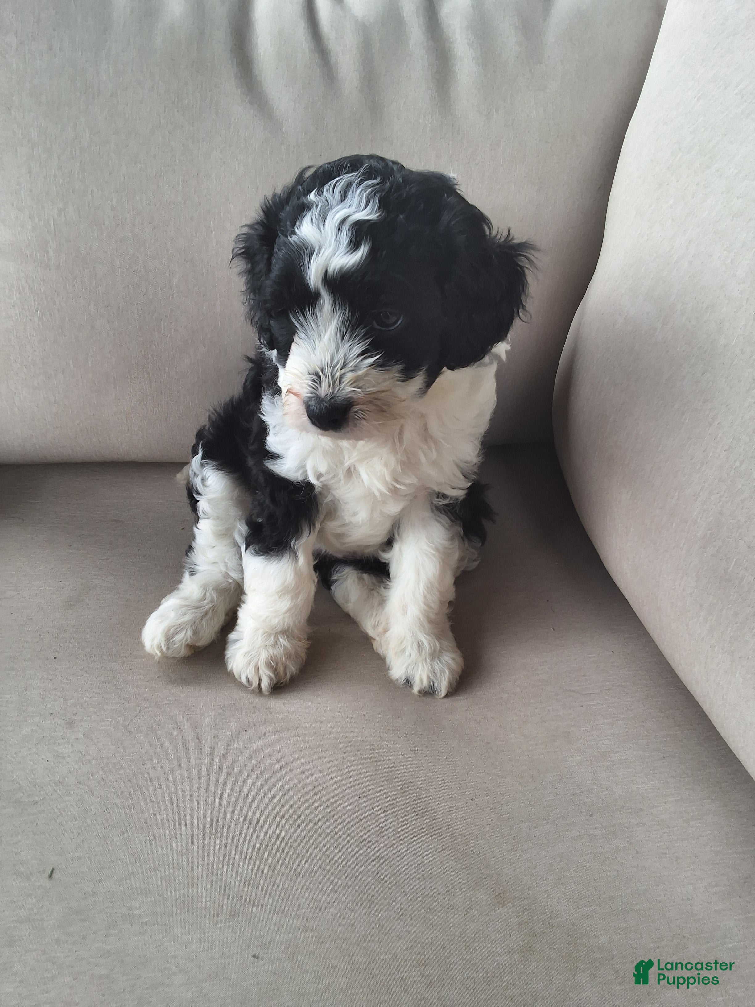 Aussiedoodle dogs Sunny - Ad 1