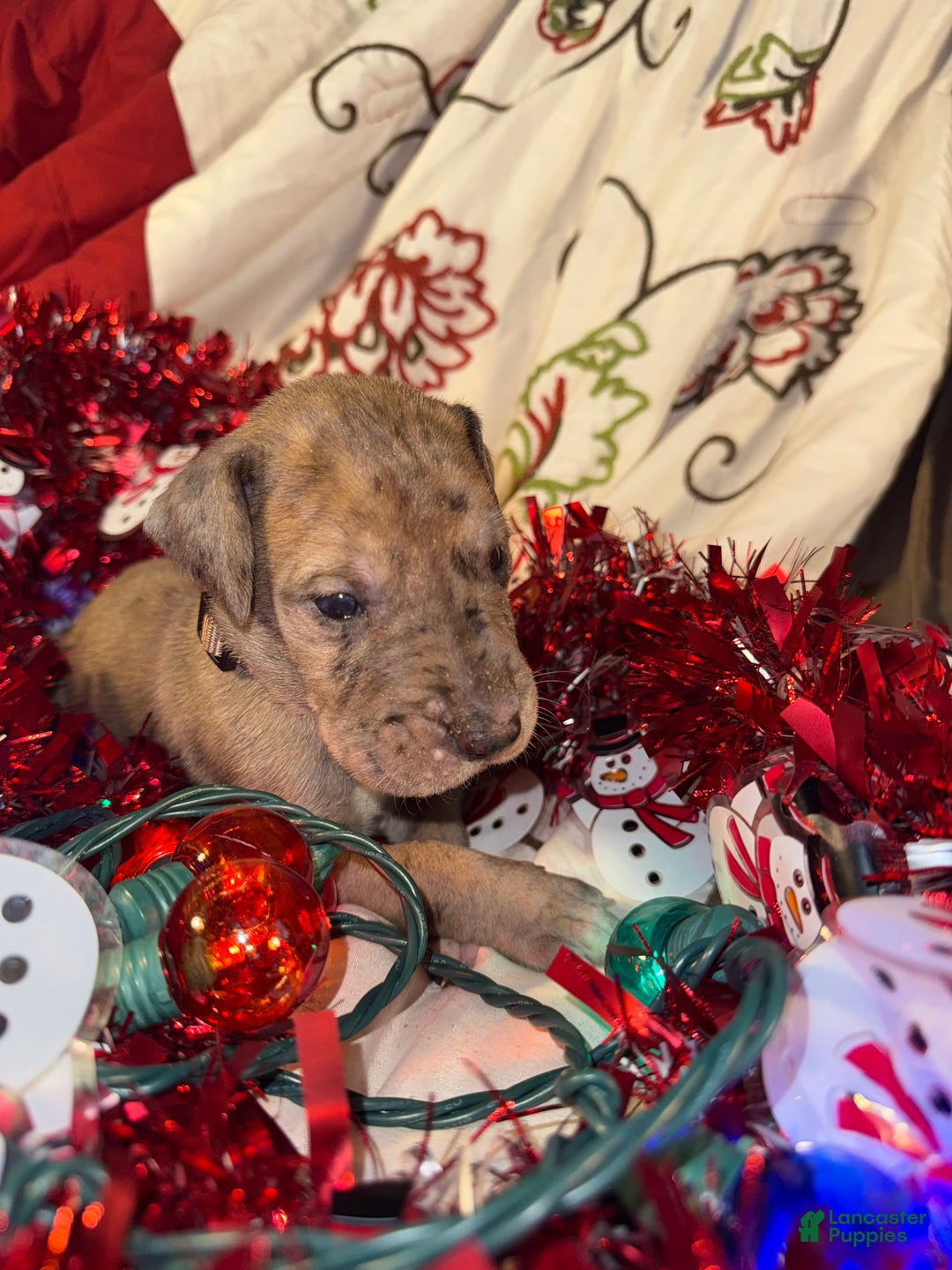 Great Dane dogs for sale: Latte - Ad 8