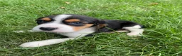 Beaglier dogs for sale: Adam - Ad 6