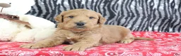 Mini Goldendoodle dogs for sale: Maggie - Ad 11