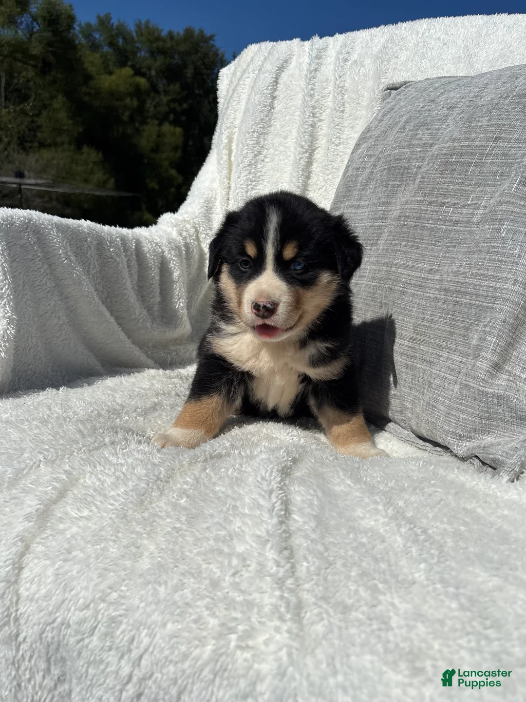 Mixed Breed dogs for sale: Mixed Breed 3 - Ad 6
