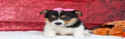 Welsh Corgi Pembroke dogs for sale: Annabelle🎀 - Ad 4