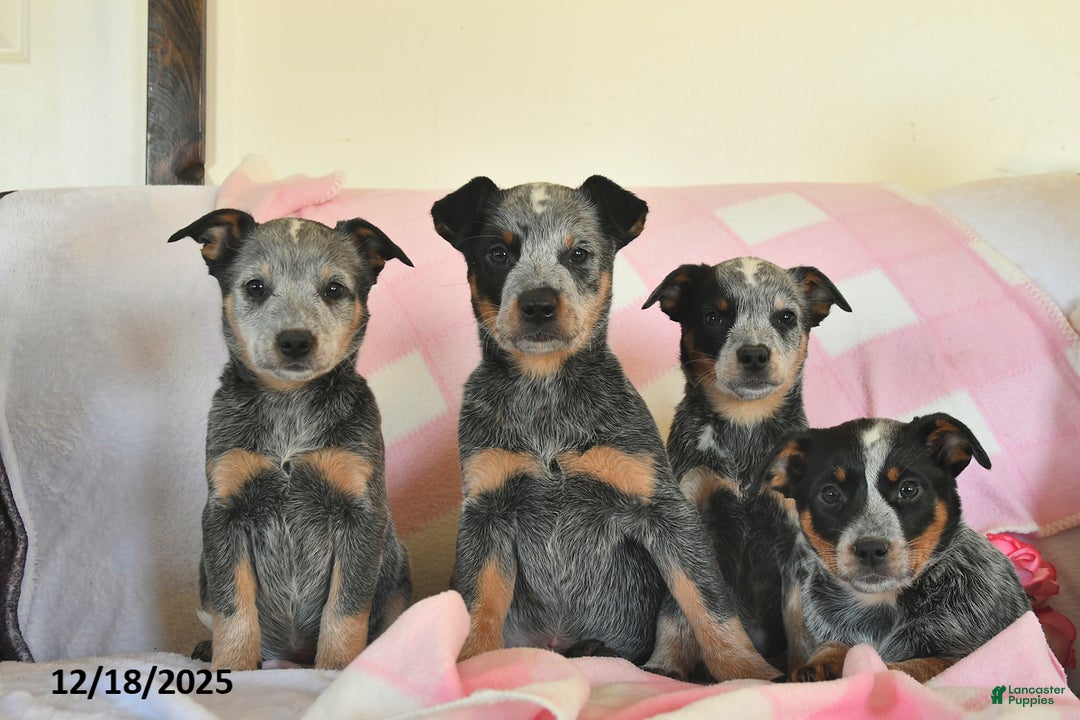 Australian Cattle Dog dogs for sale: Jody  - Ad 3