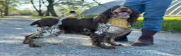 English Springer Spaniel dogs for sale: Chester - Ad 5