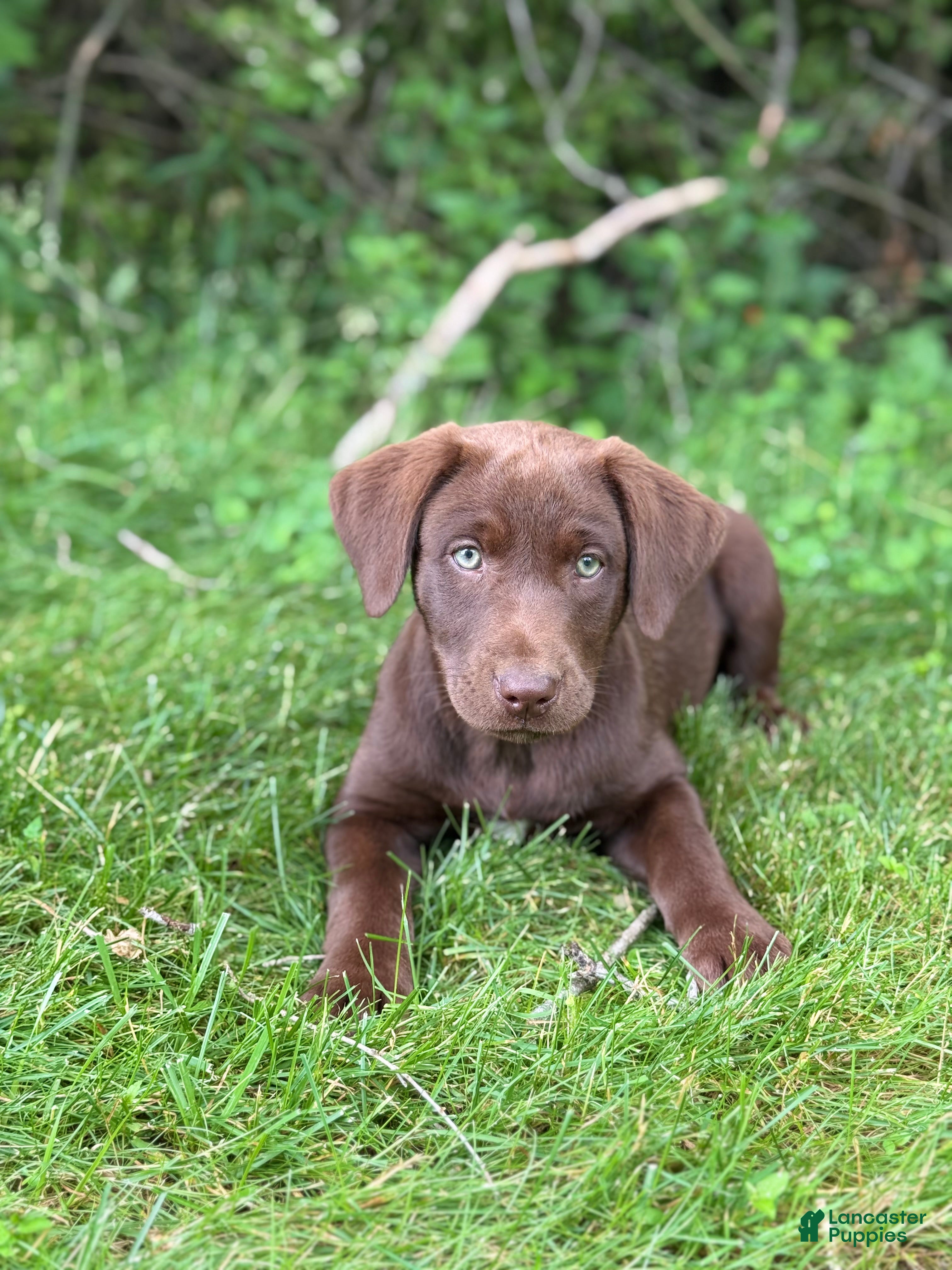 Labrador Retriever dogs Daisy - Ad 2