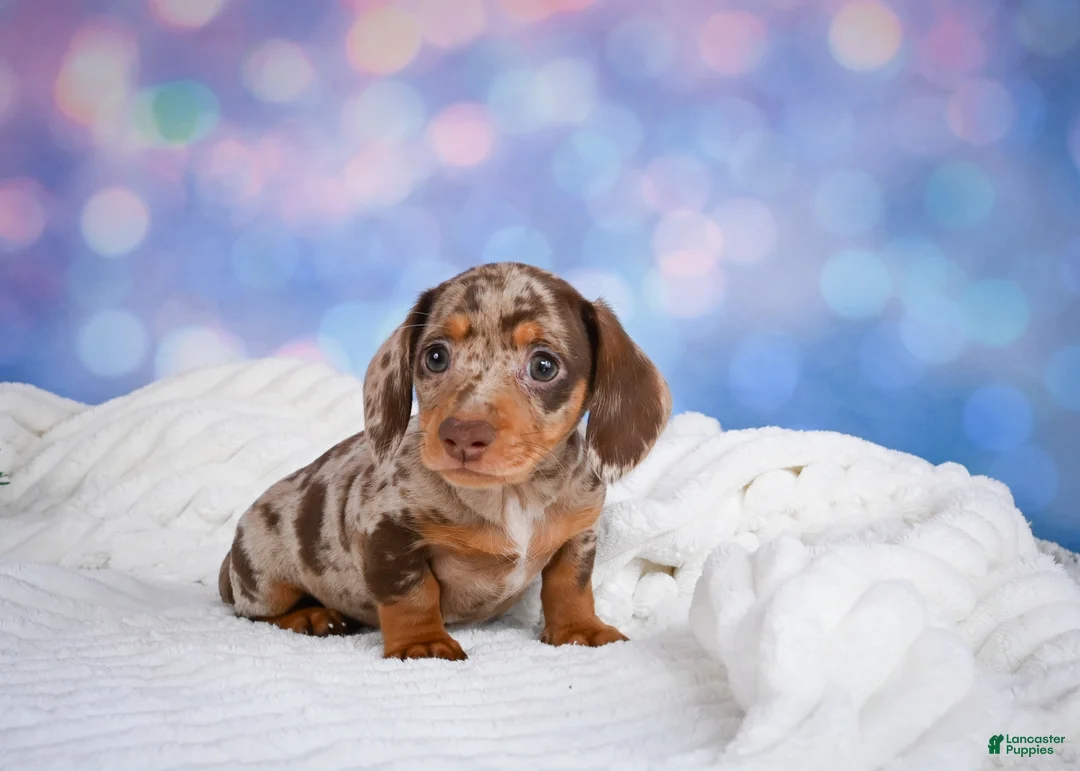 Miniature Dachshund dogs for sale: Bowser - Ad 2