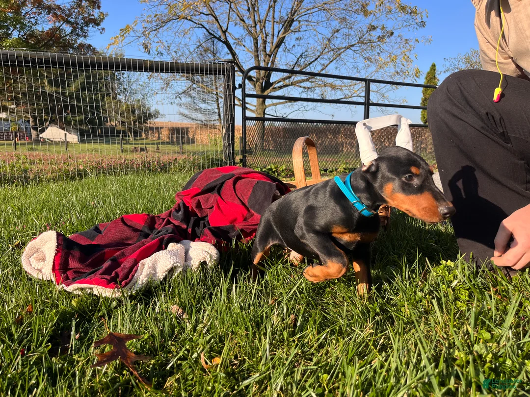 Doberman Pinscher dogs for sale: Luna❤️Akc Champion Bloodlines  - Ad 2